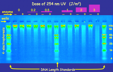 Gel electrophoresis was a major tool in Betsy’s lab